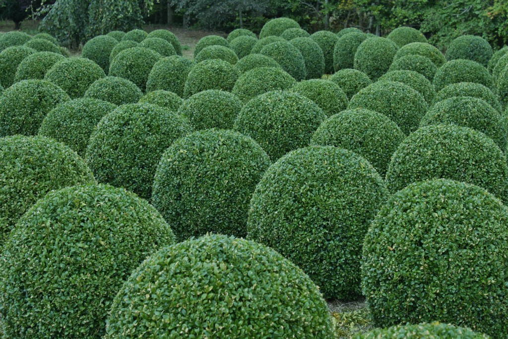 Buxux-Ball-70-80cm