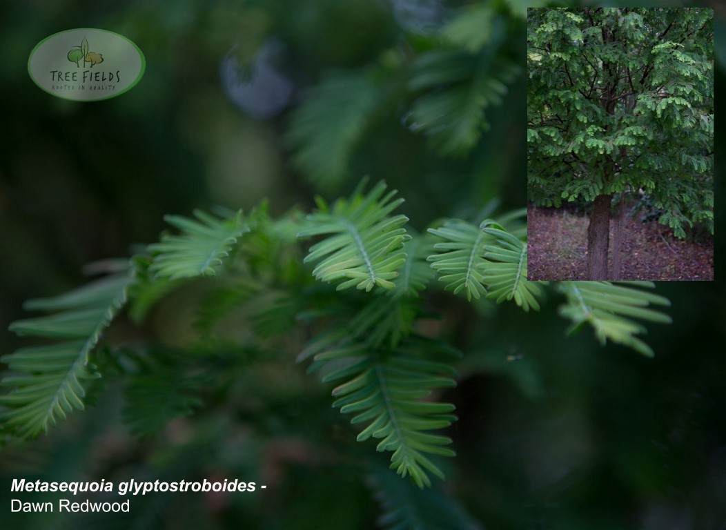 18.-Metasequoia-glyptostroboides