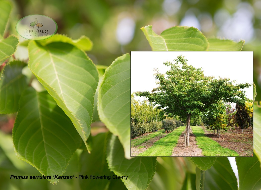26.-Prunus-serrulata-Kanzan